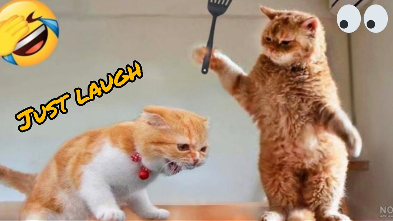 See funny pet here๐๐ธ๐บ