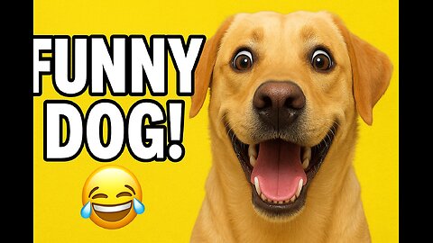 Funniest Animal Videos Ever