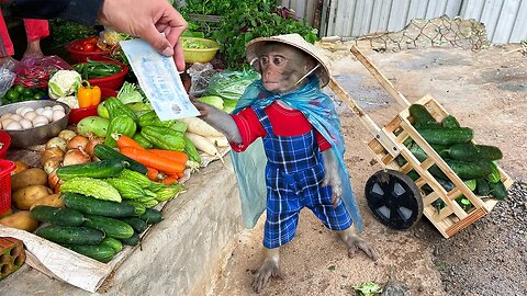 Smart YiYi secretly harvest cucumbers to sell and buy cakes to apologize to YinYin