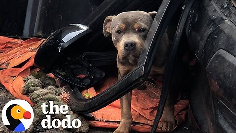 Woman Feeds Pittie Every Day On Lunch Break — Then Brings Him Home | The Dodo