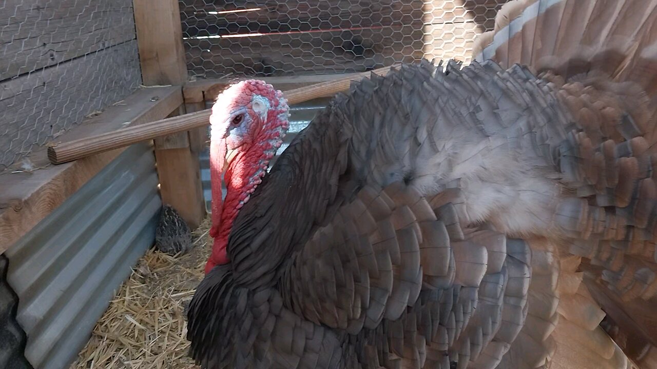 Tommy boy is all grow'd up.