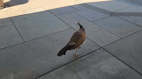Peacock walking around?
