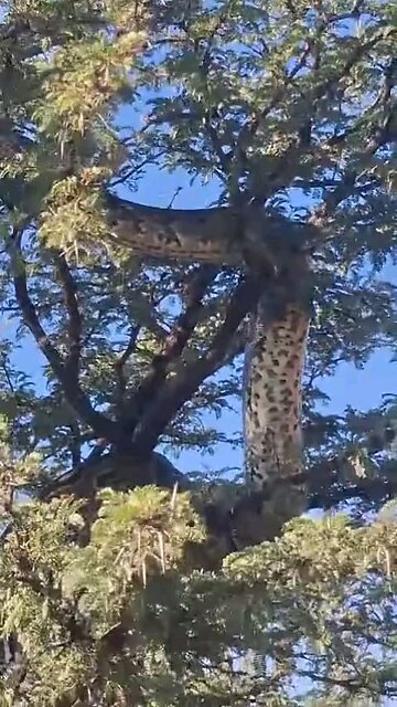 snake is big Very dangerous python