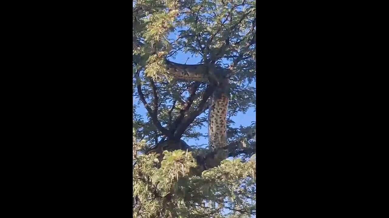 snake is big Very dangerous python