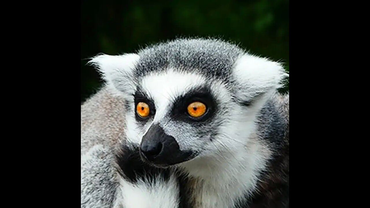 Discover the secrets of lemurs!