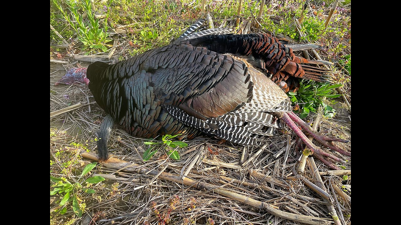 2025 Spring Turkey Hunting (1ST SEASON SMACKDOWN)