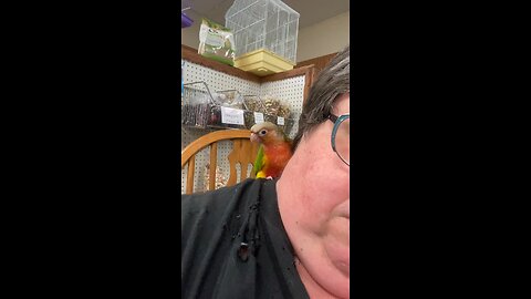 Baby Conure