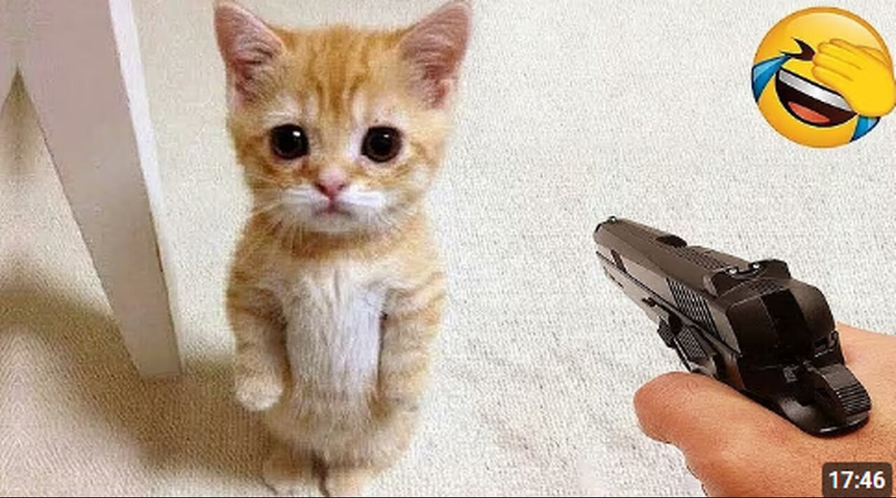 Funniest Cats and Dogs Clip 2025😼🐶Try Not To Laugh😜
