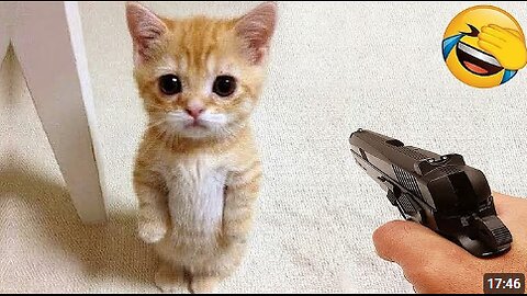 Funniest Cats and Dogs Clip 2025😼🐶Try Not To Laugh😜