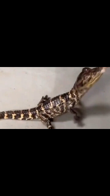 Florida man raises alligator & names it spot