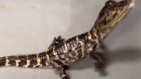 Florida man raises alligator & names it spot