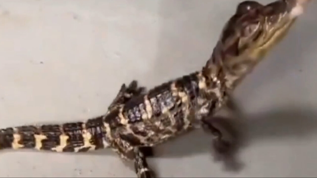 Florida man raises alligator & names it spot