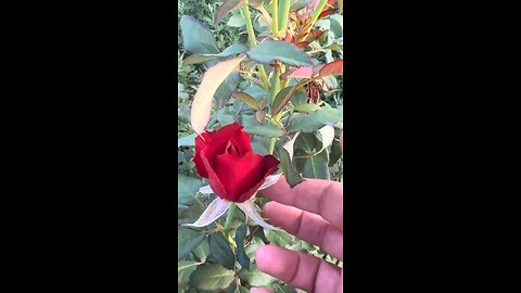 a very beautiful red rose
