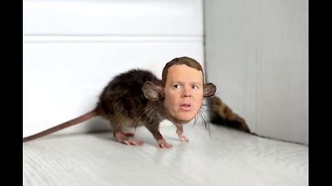 Paul Brennan, Reality Check Radio: Chris Hipkins Knows He's a Cornered Rat