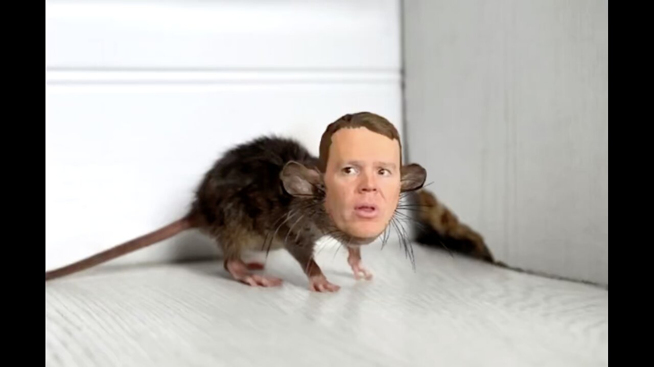Paul Brennan, Reality Check Radio: Chris Hipkins Knows He's a Cornered Rat