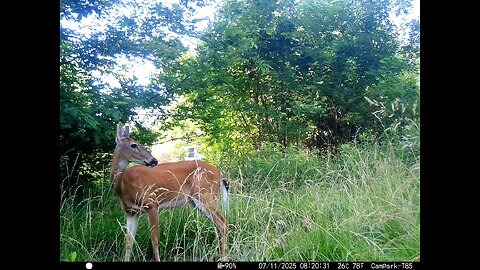 Deer Cam 07-11-2025 Game Cam Trail Cam