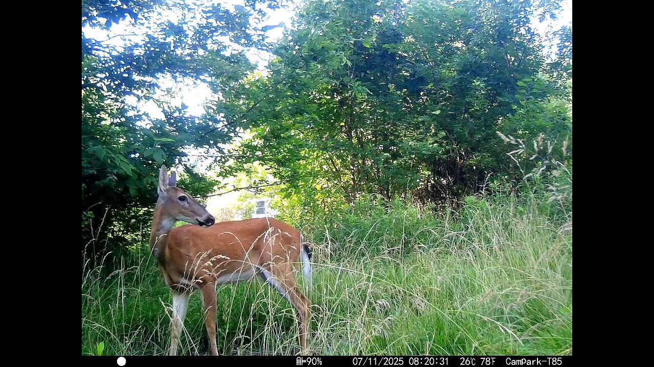 Deer Cam 07-11-2025 Game Cam Trail Cam
