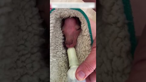 The man found a kangaroo on the side of the road and became his dad