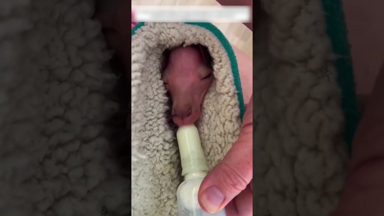 The man found a kangaroo on the side of the road and became his dad