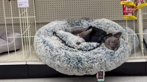 Frenchie Takes a Nap at the Pet Store
