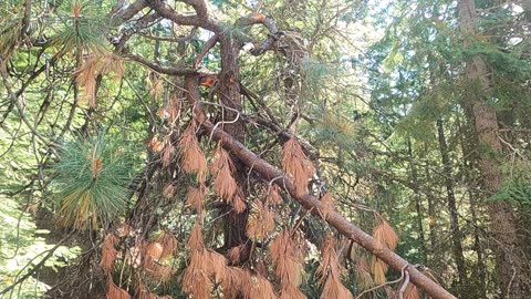Bigfoot Evidence, large marker tree broken and twisted bent into forest road