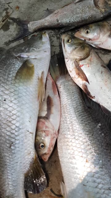 Big fish catching in village pond