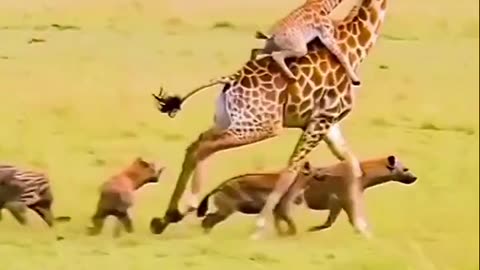 A mother fights for her precious child