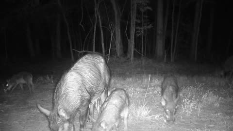 TX Night Hog's & Deer Weekly 06/29/25