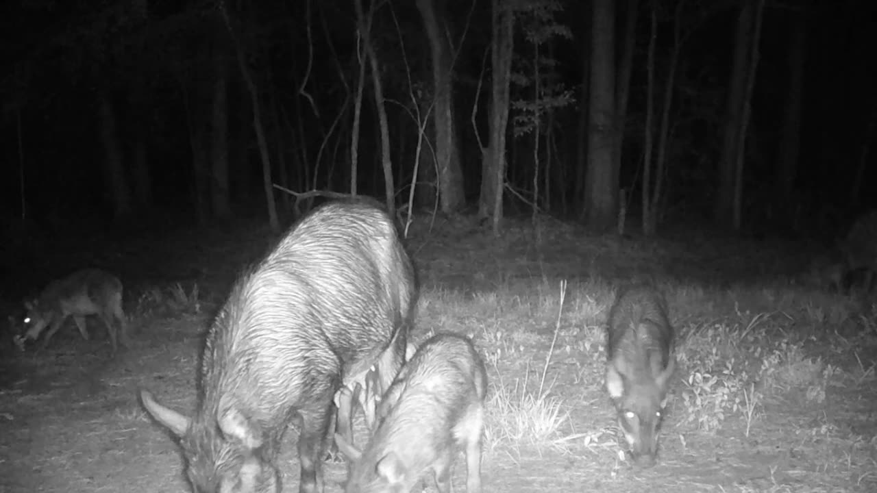 TX Night Hog's & Deer Weekly 06/29/25