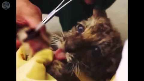 Everyone thought the tiger would hurt the man who was saving him, but then...