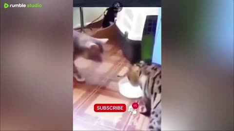 Goofy Cats and Dogs