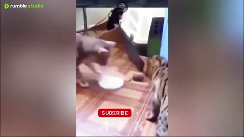Goofy Cats and Dogs