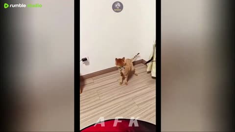 Goofy Cats and Dogs