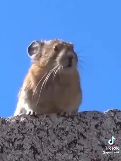 GOOD MORNING! It's a Freddie Mercury morning!