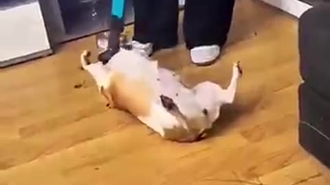 Funniest Cat And Dog Moments Caught on Camera! 🤣
