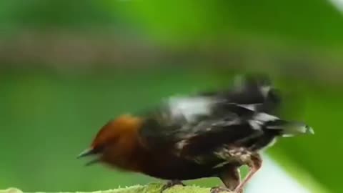 🐦🎵 This Bird's Whistling Trick Will Blow Your Mind! | FunFM