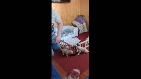 Puppies Fit Through Puppy Fence