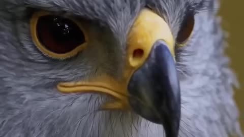 Eagles of Legend, Power & Survival 🦅