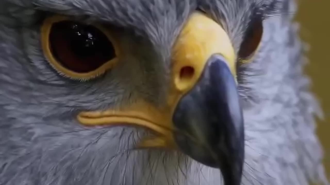 Eagles of Legend, Power & Survival 🦅