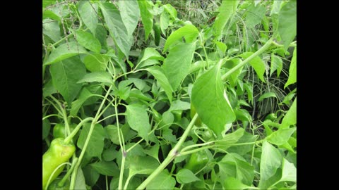 Classic Red Pepper Cayenne Pepper Sept 2021