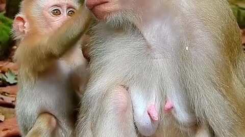 Cute baby monkey