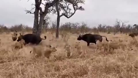 Wild Out There