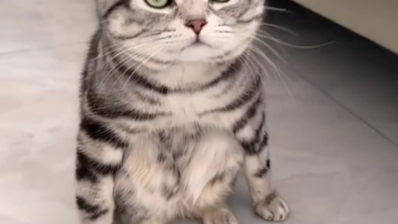 Yoga - with cats