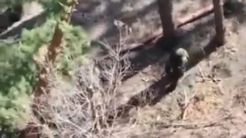 👊🌳 Ukraine Russia War | Russian Soldier Captures and Destroys Ukrainian Drone in Kharkov Fron… | RCF
