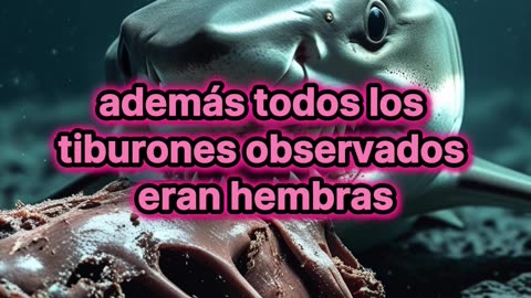 Ocho tiburones inéditos hallados tras extraño experimento en China
