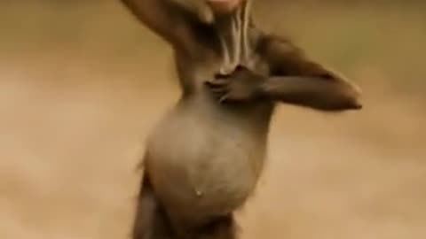 AI monkey dancing to the music