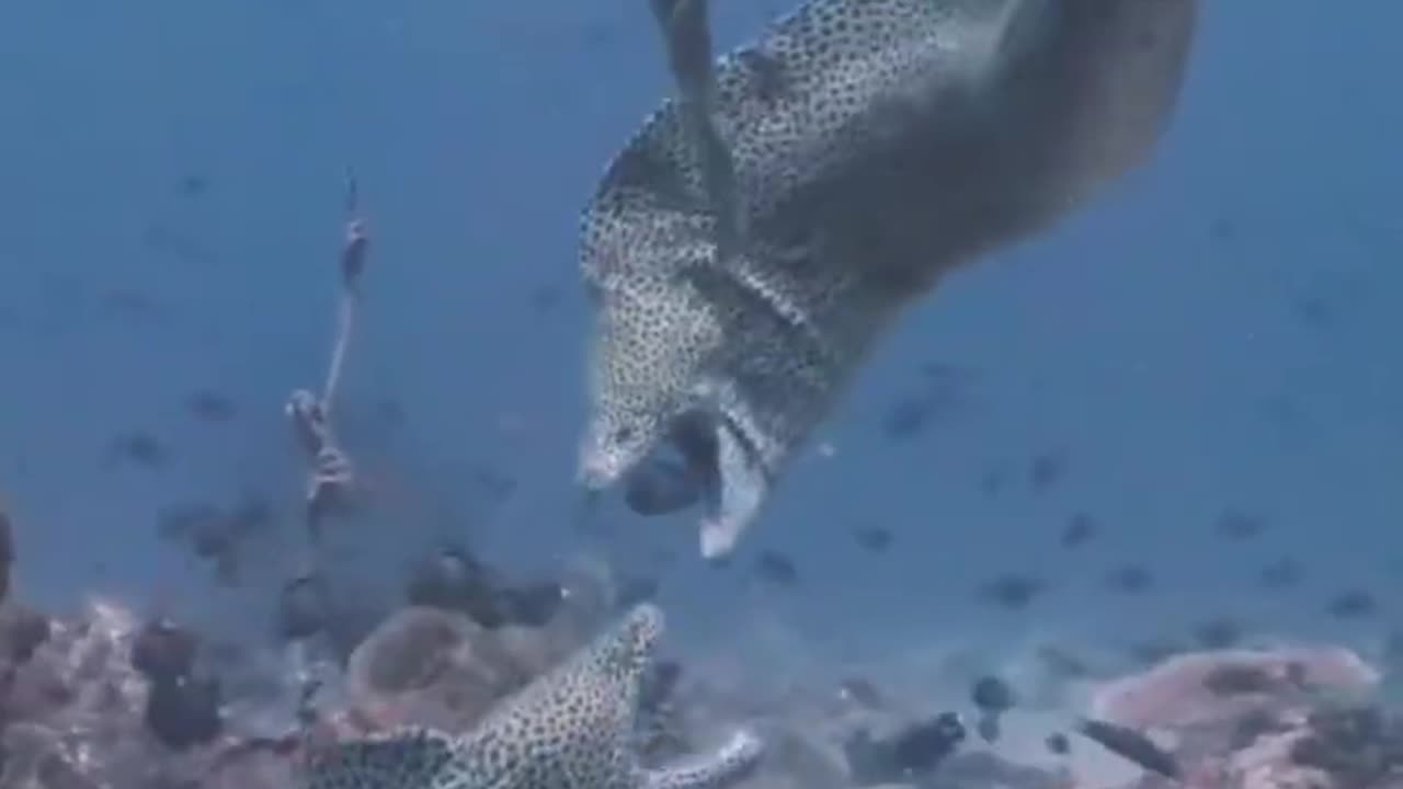 Epic Fight Moray Eels Fight