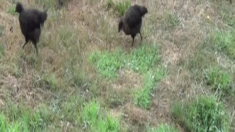 hen