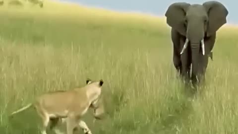 Elephant's Shocking Attack on Lion Cubs