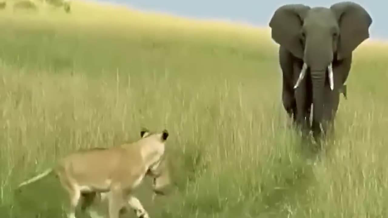 Elephant's Shocking Attack on Lion Cubs
